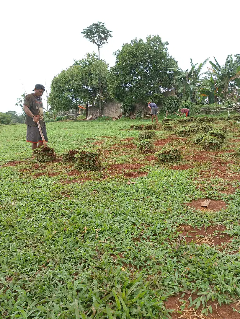 Rumput Gajahan(paitan)