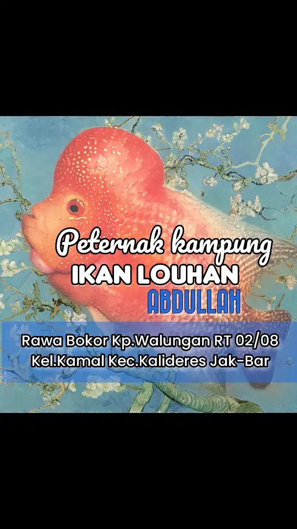 Ikan louhan. Burayak dan indukan