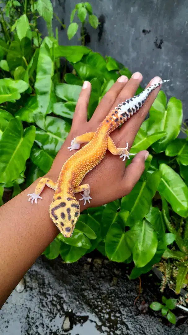 Gecko Jantan indukan data lengkap