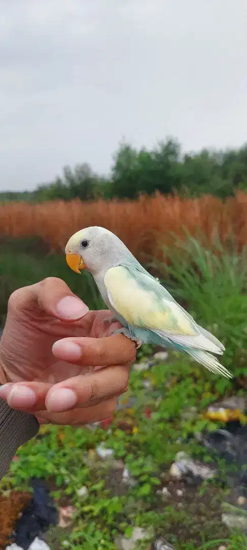 Jual lovebird jinak non klep skil ftm bomerang outdoor