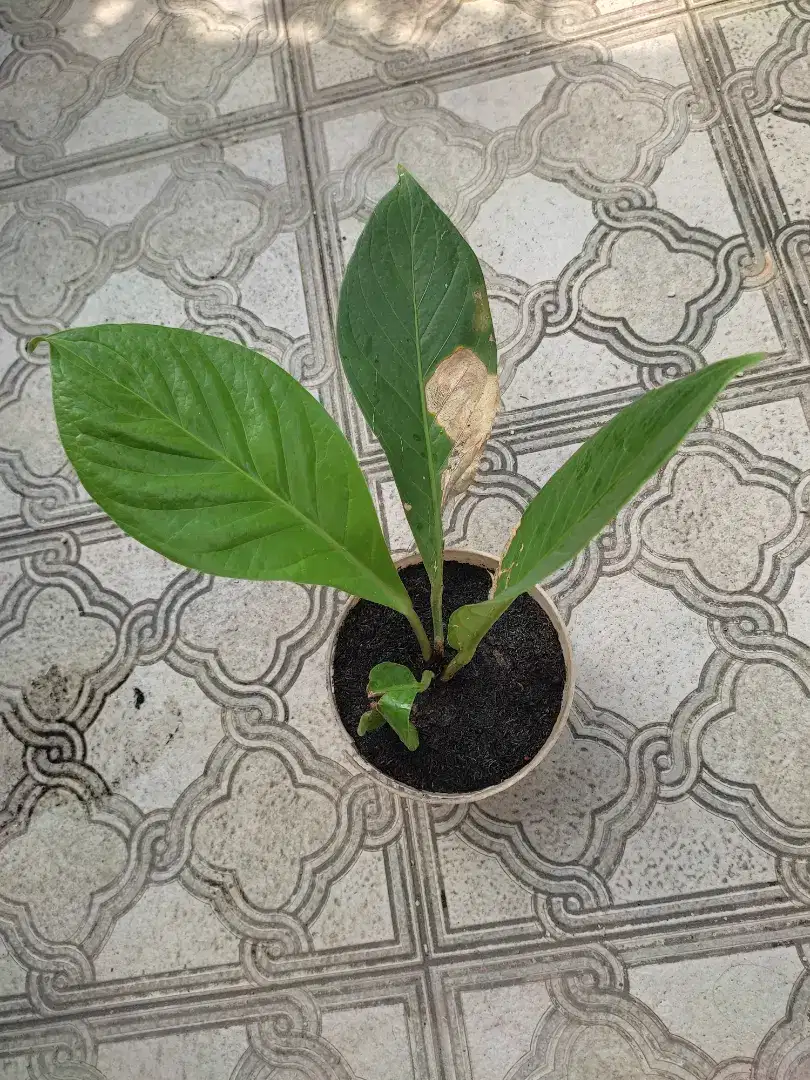 TANAMAN ANTHURIUM JEMANI SIZE REMAJA DAUN TEBAL