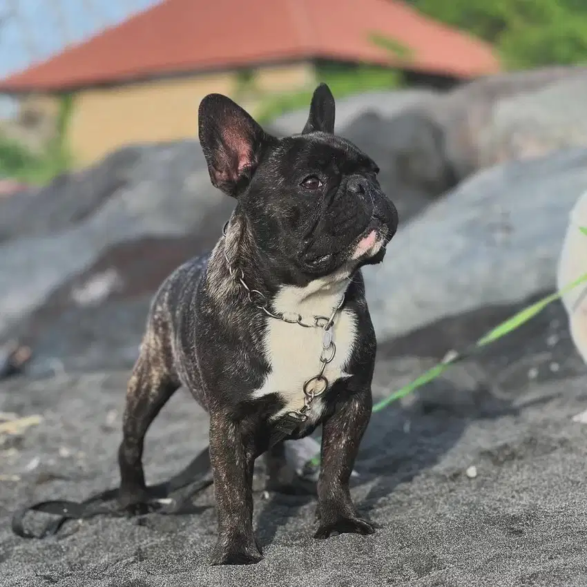 French jantan bulldog