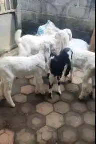 5 ekor cempe anakan kambing etawa 4 bln 1 jantan 4 betina superan puas