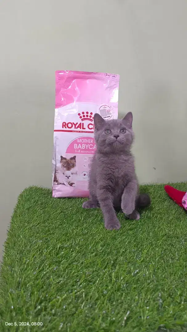 Lepas adopt BSH dan BLH Blue jantan 3 bulan