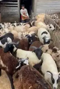 10 ekor domba jantan 6-7 bulanan siap penggemukan qurban 2025 rawatan