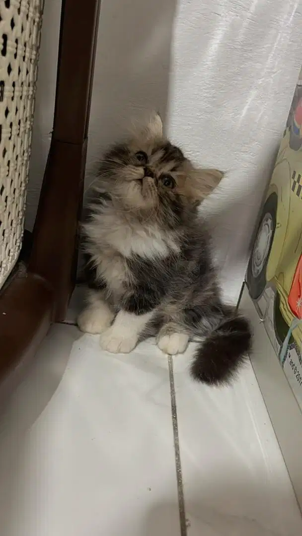 kitten flatnose longhair jantan