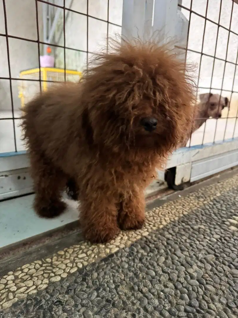 Toy poodle stambum