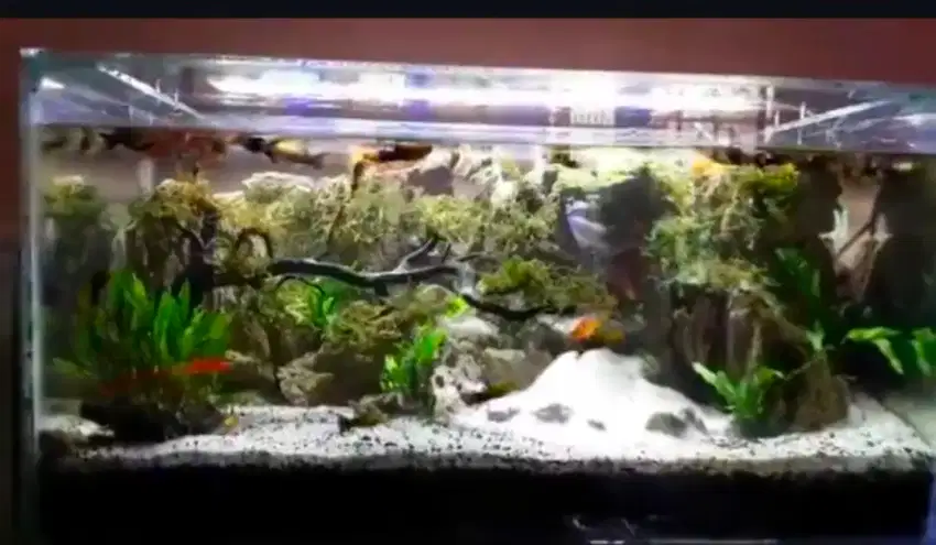 Dijual cepat murah aquarium aquascape (tanpa ikan)