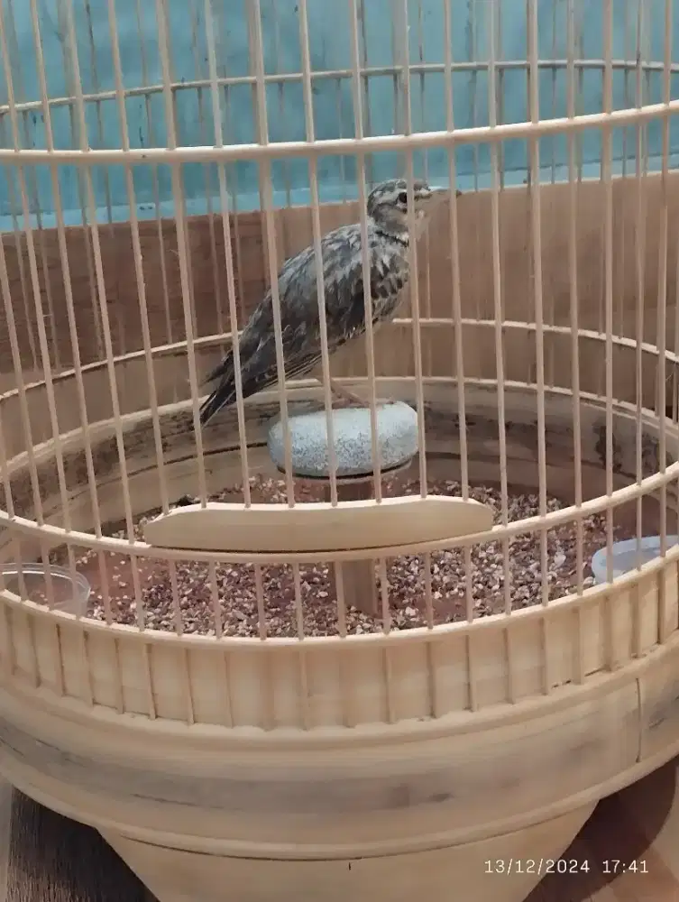 BIMACULATA LARK JANTAN JINAK MULUS SUDAH  RAJIN BUNYI JOS GANDOS