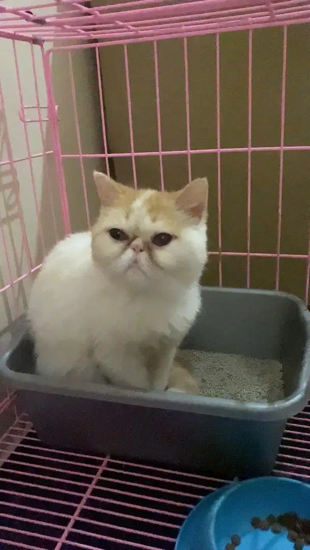 Kucing persia peaknose exotic shorthair exo proven