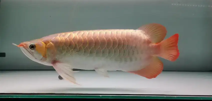 Arowana super red 42 cm mulus