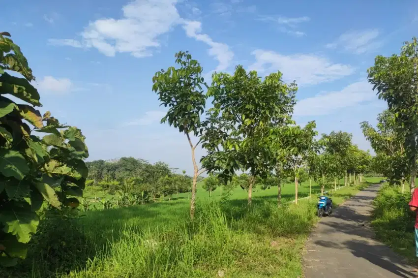 Tanah Subur Murah Luas Jumantono Karanganyar