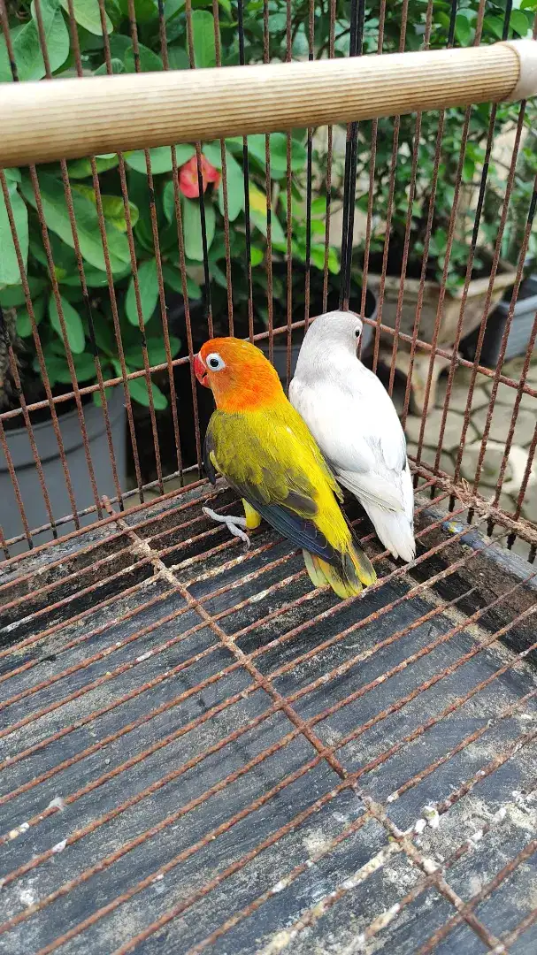 Burung lovebird indukan euwing gold/green xpastel putih - love bird lb