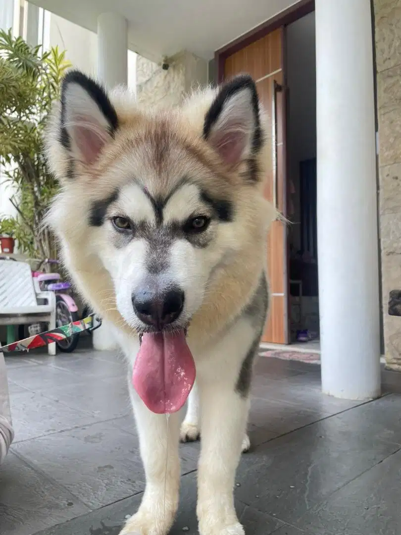 ASISTEN RUMAH TANGGA + MENGURUS( ANJING) TINGGAL DI LUAR (bolak balek)