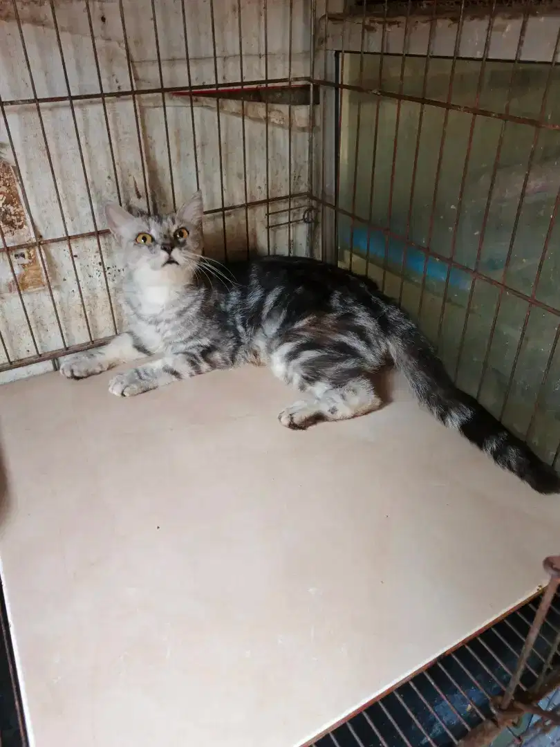 Kucing marble betina 7,5 bulan