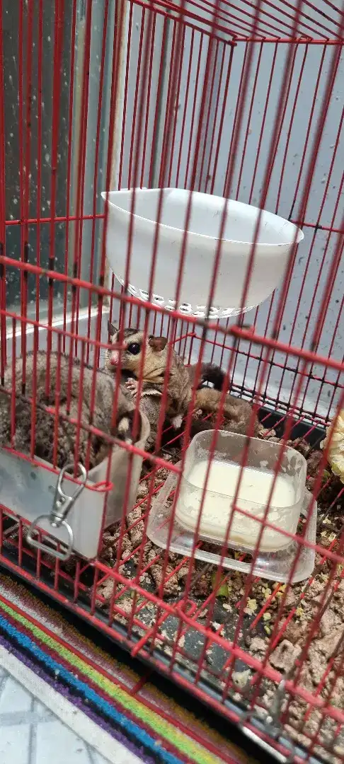 Suger Glider CG & WF