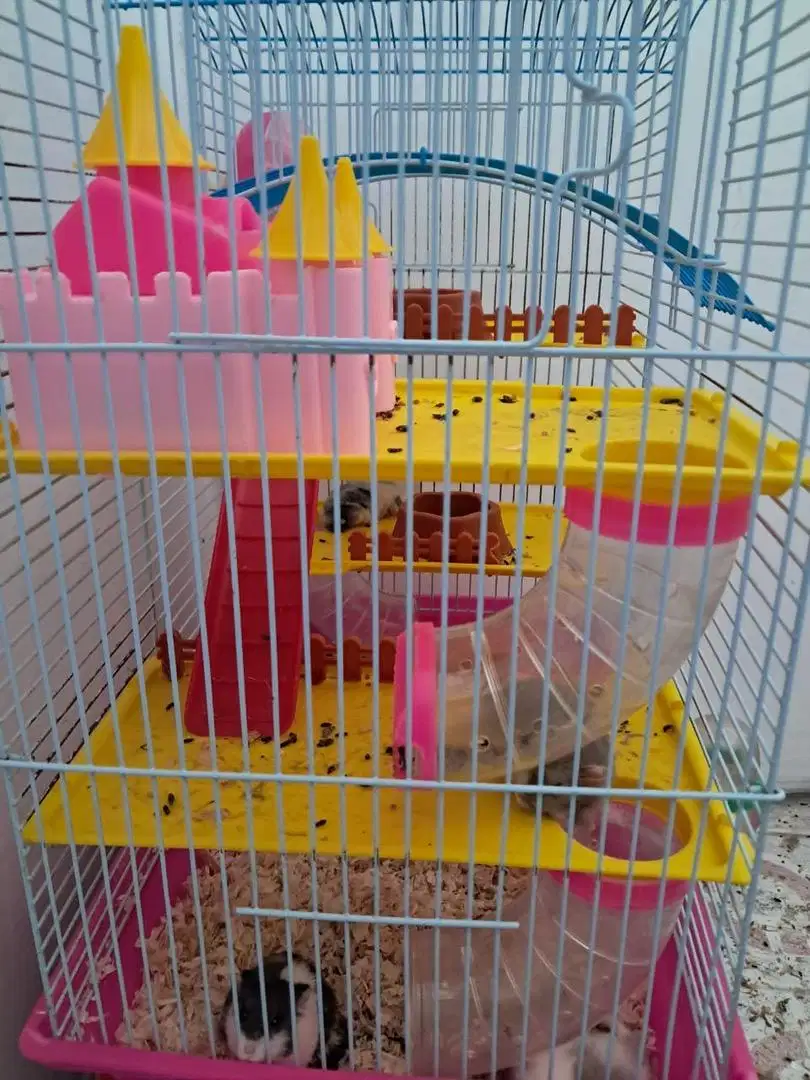 Hamster champbell