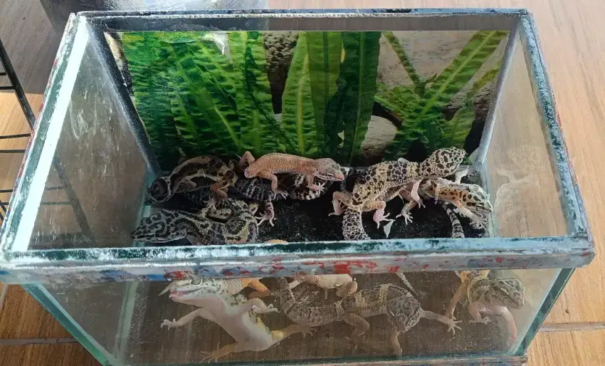 10 Gecko & 2 Sepasang Kelinci Rex