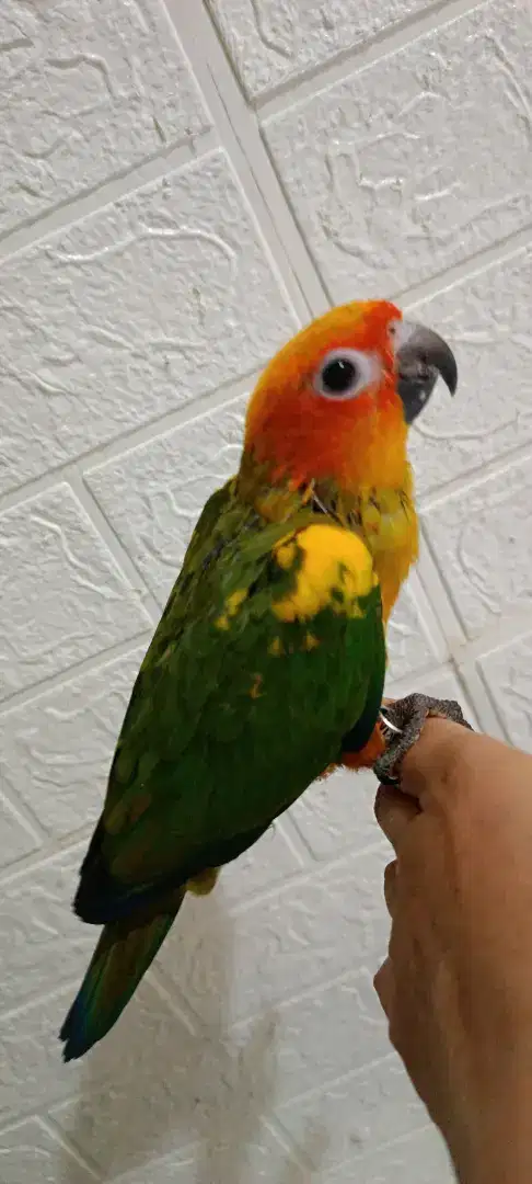 Sun conure semi HY jinak banget