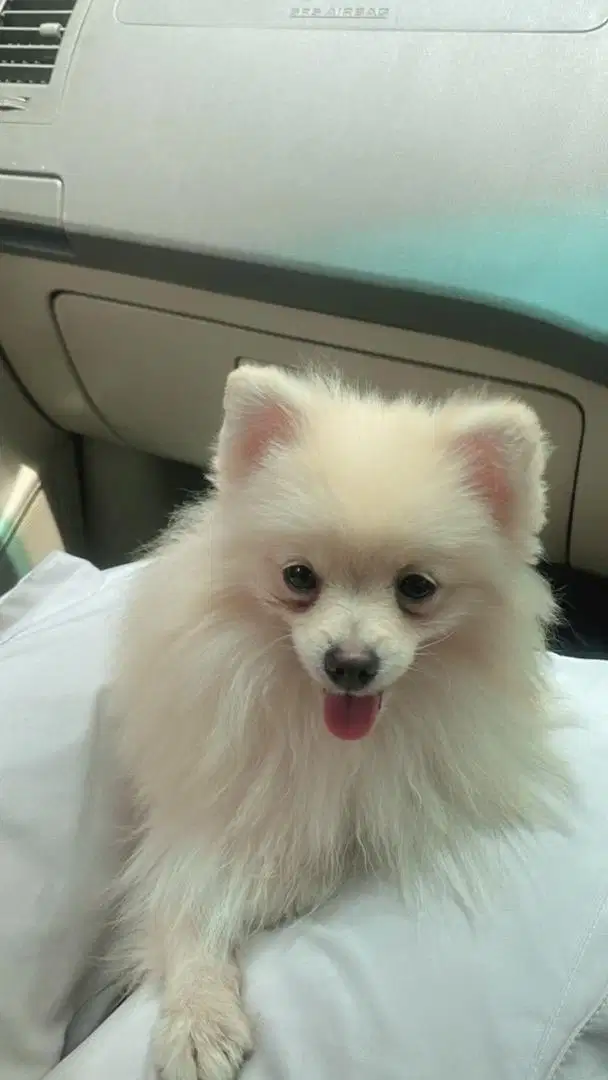 Male Minipom Stambum Microchip