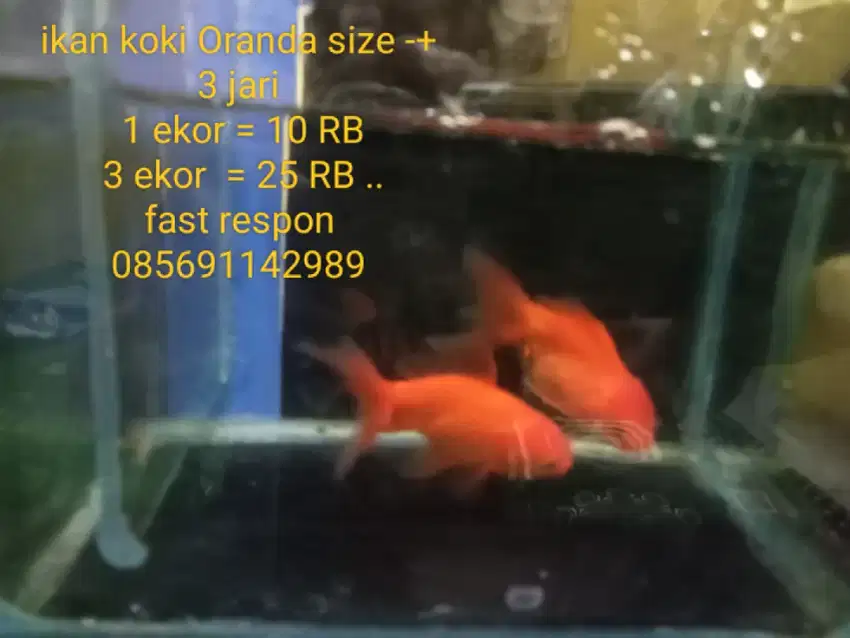 Ikan mas koki oranda ukuran -+ 3jari. Ready bnyk kami. Ambil ke lokasi