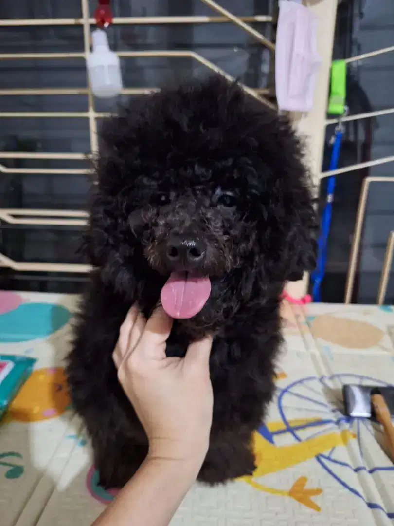 Pacak utk toy poodle cebol