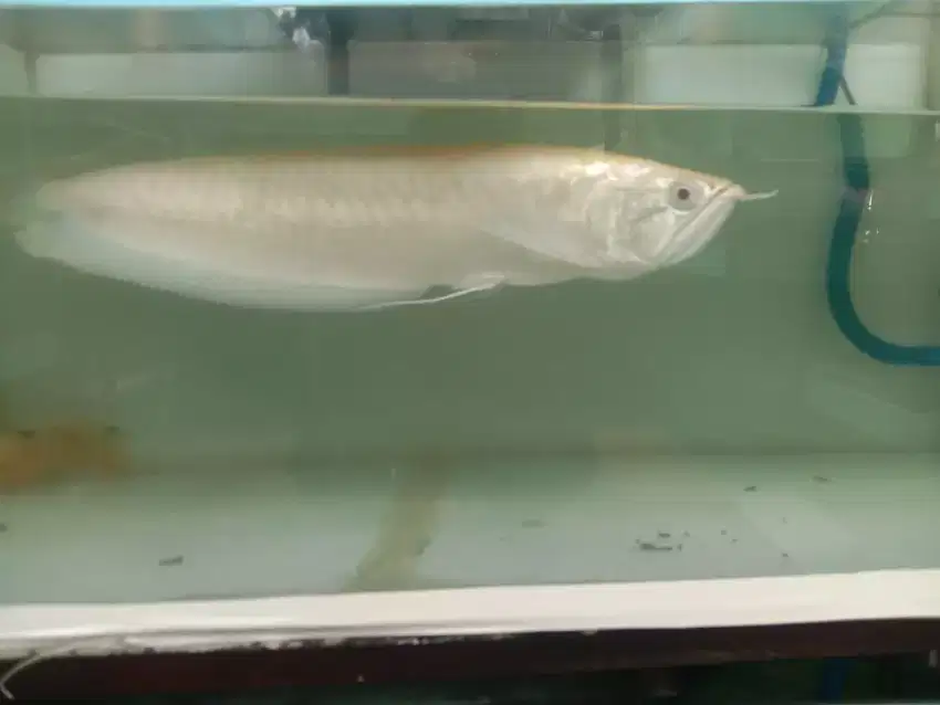 Ikan hias Arwana Albino Platinum warna elegan size 45cm Up