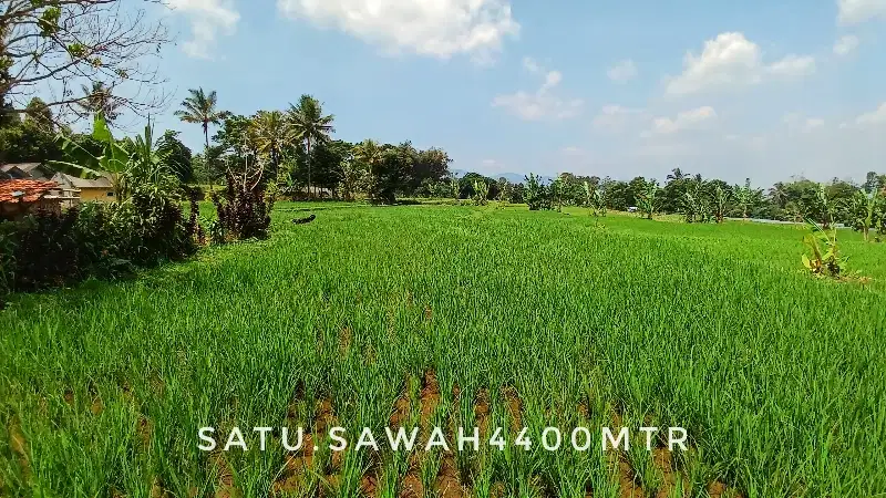 Dijual tanah sawah luas subur investasi masa depan