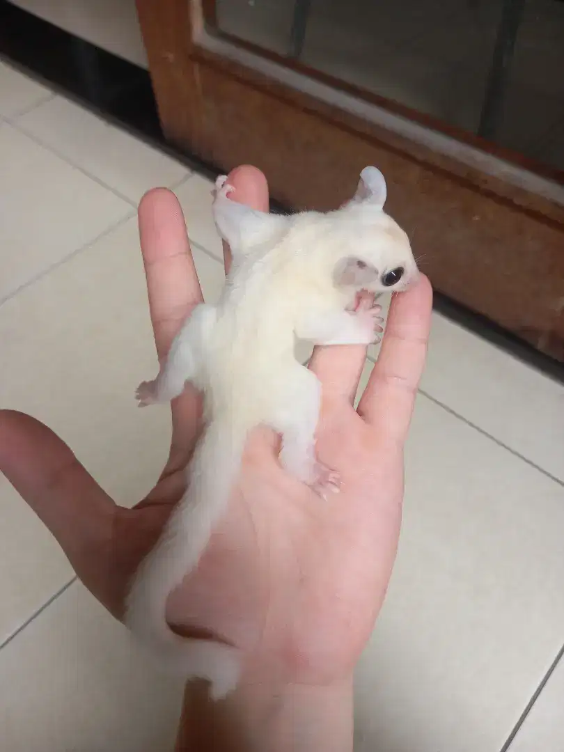 Sugar glider white mozaic DH plat leu