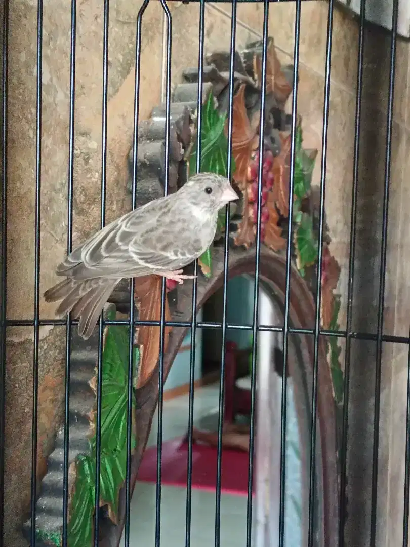 Burung sanger sepasang... Jantan gacor