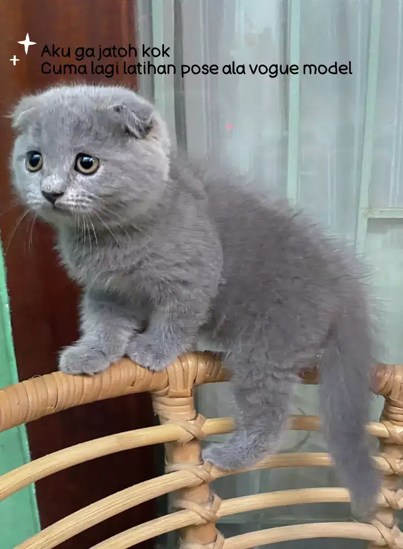 Kucing scottish fold blue betina jantan indonesia