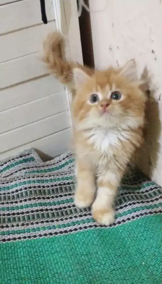 Kitten bulu riwuk