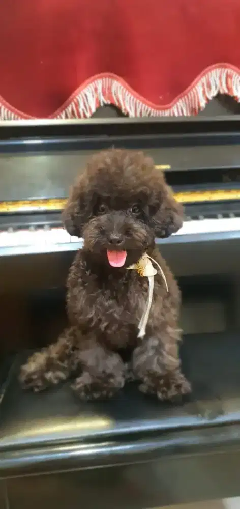 JANTAN SILVER POODLE