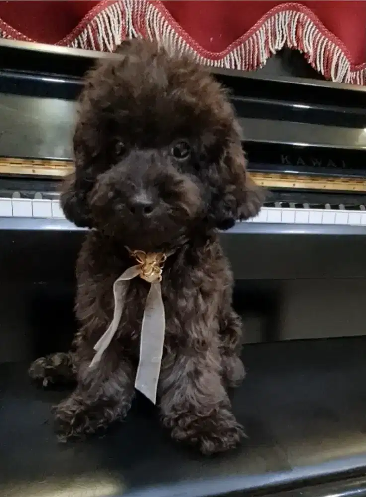 JANTAN SILVER POODLE