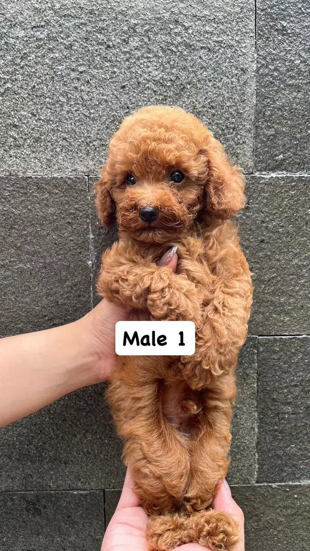 DIJUAL CEPAT RED POODLE