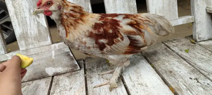 Ayam Poland Cross Sultana-Kate Jantan (Ayam Jambul) Jual Cepat