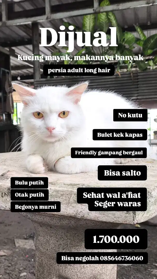 KUCING JANTAN PERSIA LONGHAIR