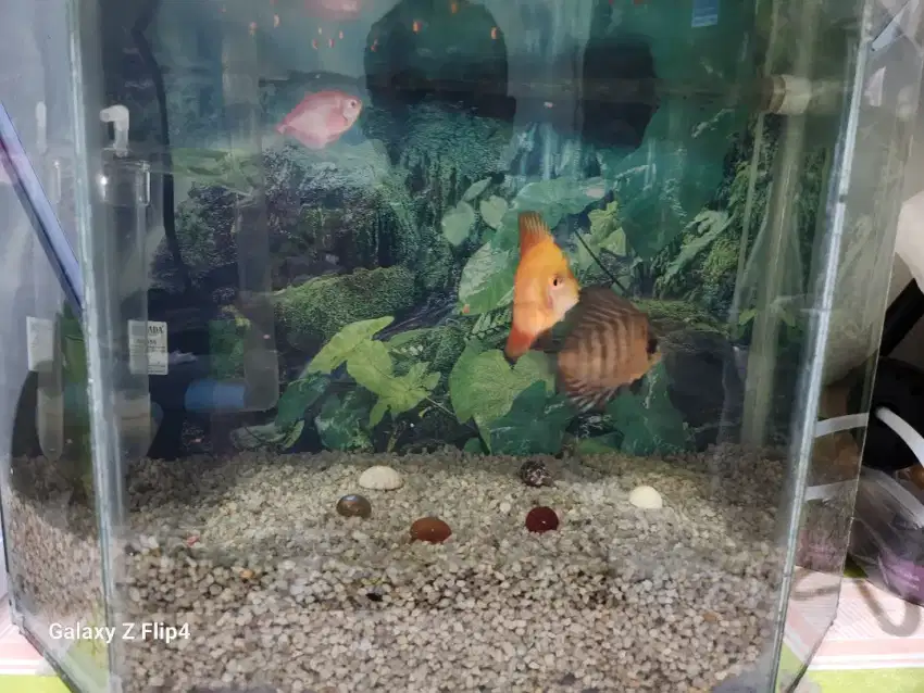 Ikan Discus dan Aquariumnya