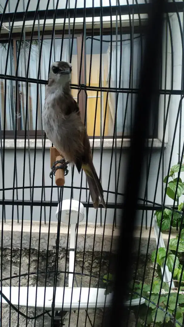 Burung trucukan