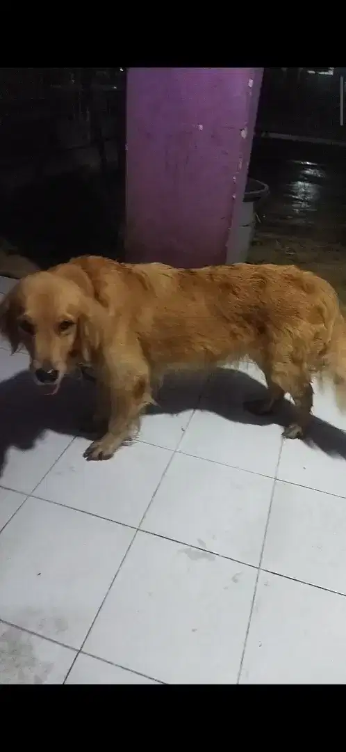 Golden retriever betina