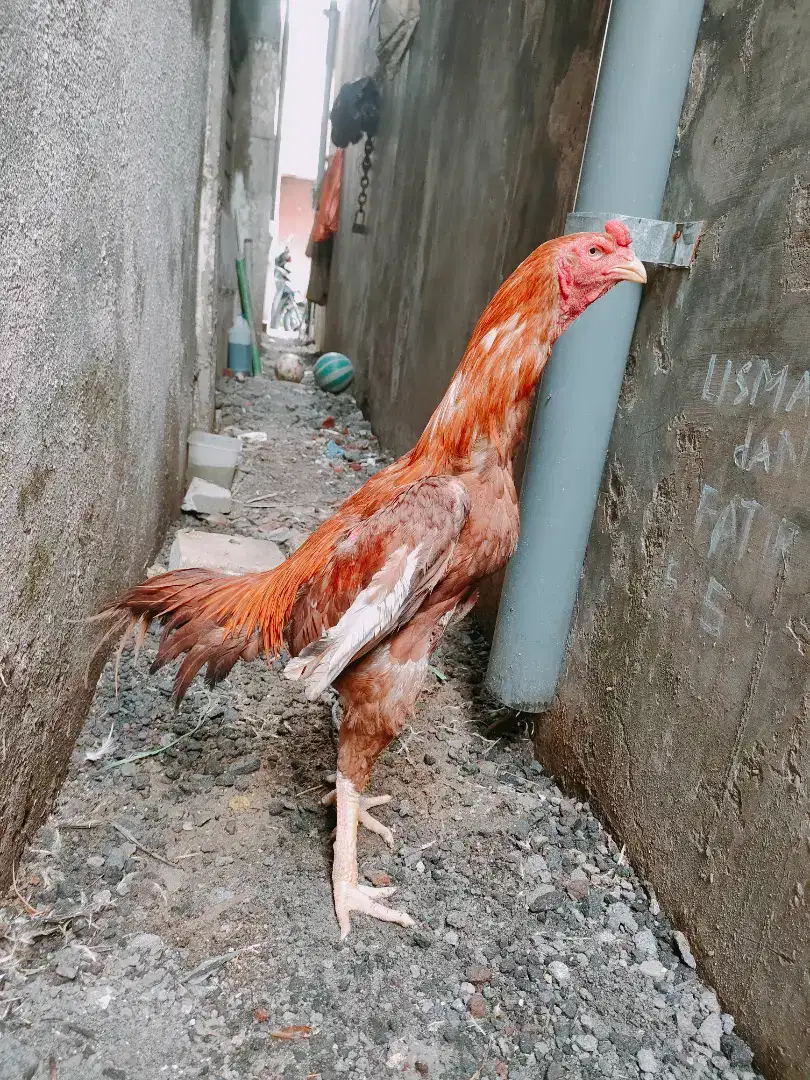 Ayam shamo x aseel jual rugi