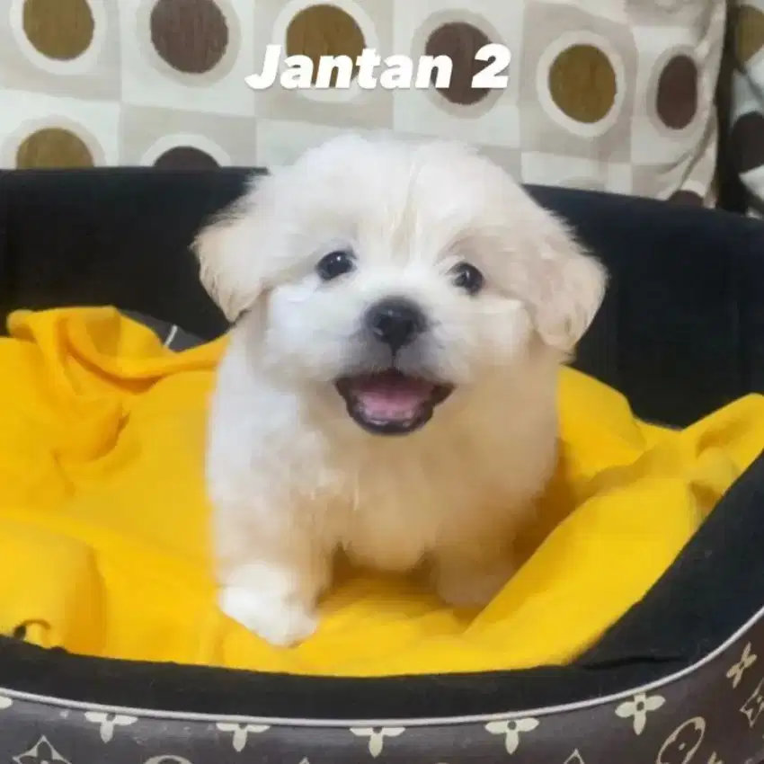 Anak Anjing Lucu Mix Shitzu Poodle Surabaya