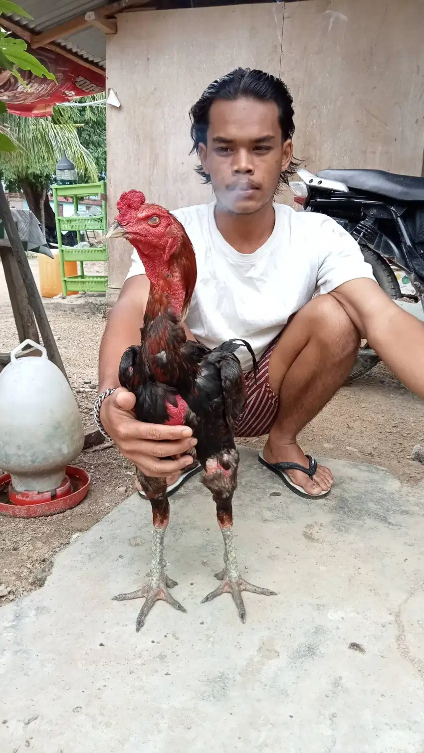 Jual ayam mangon