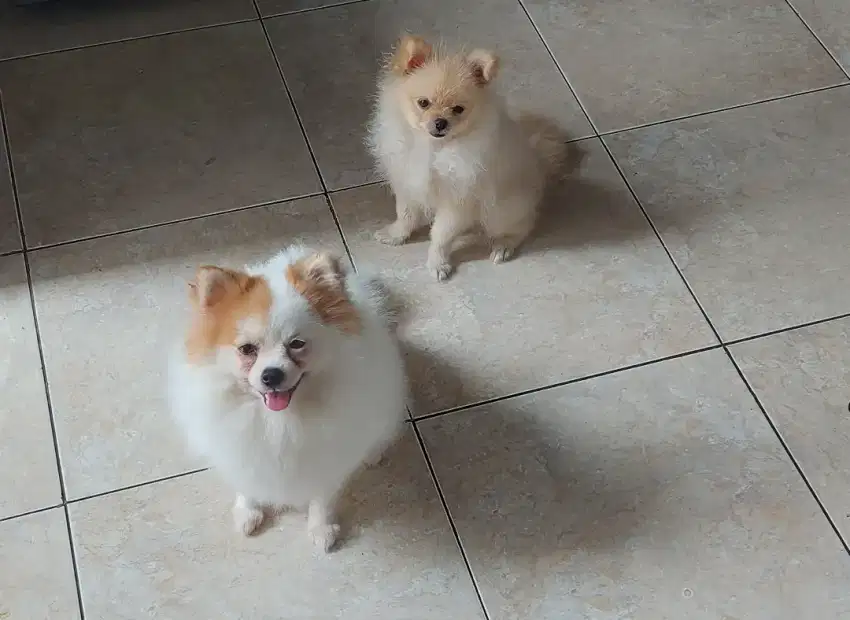 Dijual Anjing Mini Pom Indukan dan Anakan Super Mini Pom Jantan