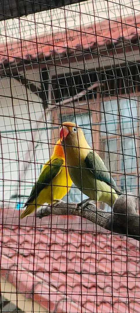 LoveBird Bio Sepasang Produksi