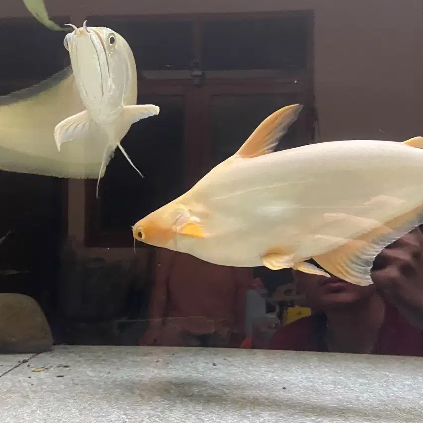 Ikan arwana silver red, silver albino dan patin albino