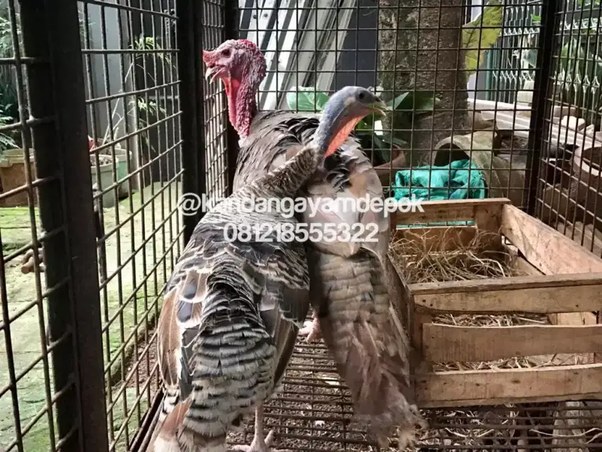 Ayam kalkun sepasang dewasa