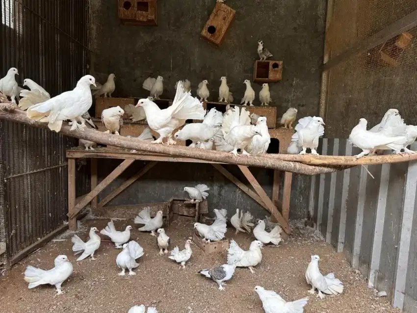 1PASANG BURUNG DARA MERPATI HIAS KIPAS ABU PUTIH POLOS KOMBINASI BATIK