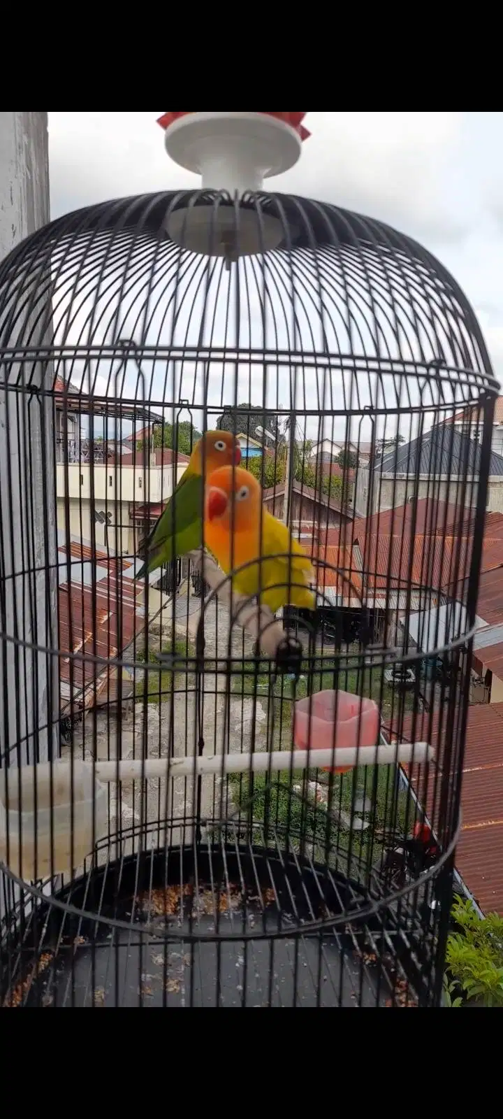 Di jual burung lover bird sepasang sudah rajin bunyi terawat bersih