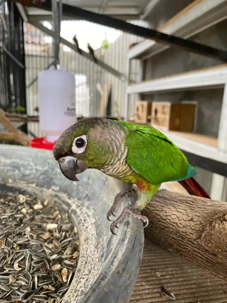 BURUNG GREEN CHECK CONORE SATUAN SEPASANG OK
